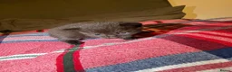 British Shorthair cats for sale: Beautiful British shorthaired kittens available in Shrewsbury - Advert 4