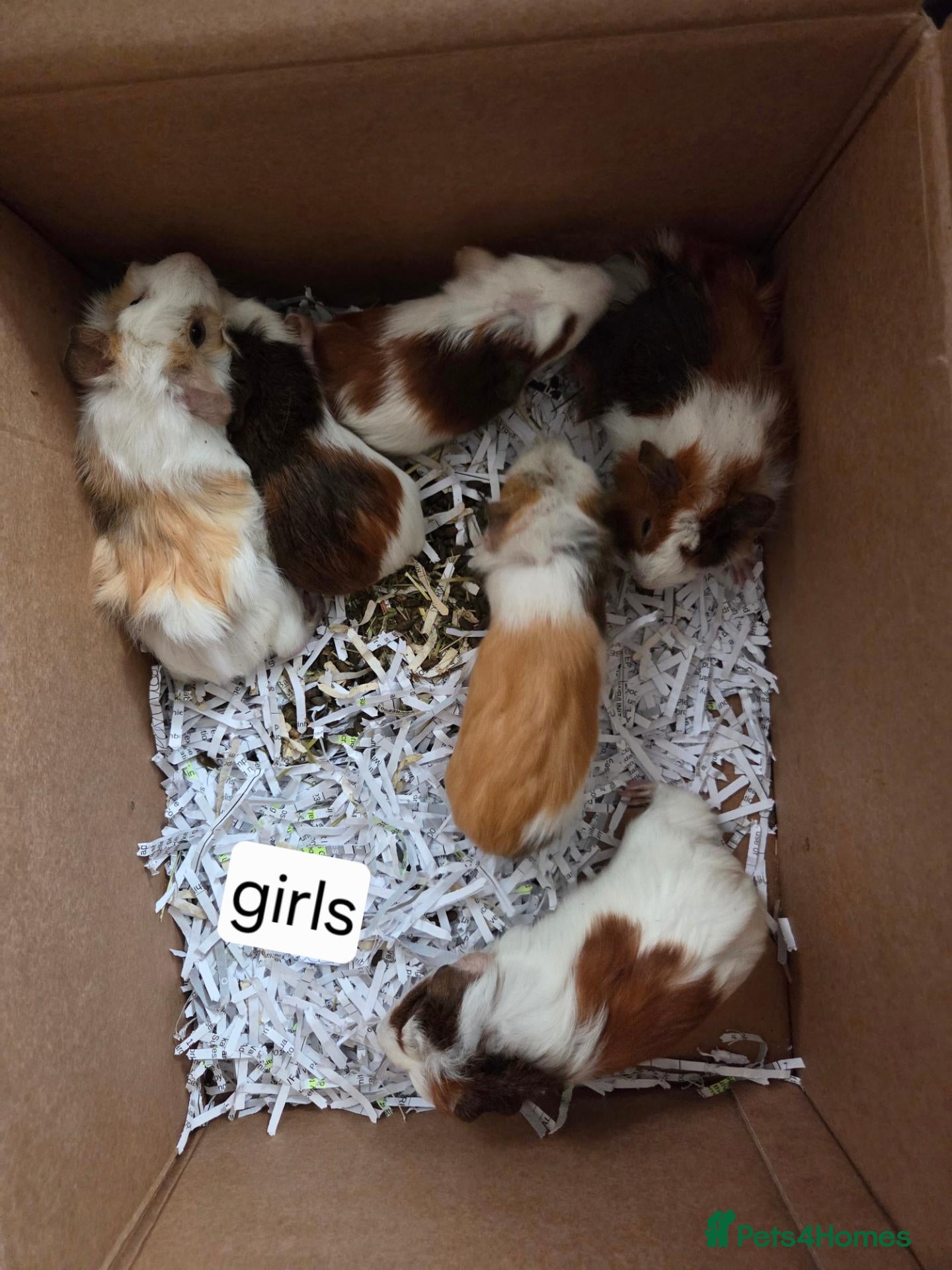 Guinea Pig rodents Abyssinian and crested for sale.  - Advert 9
