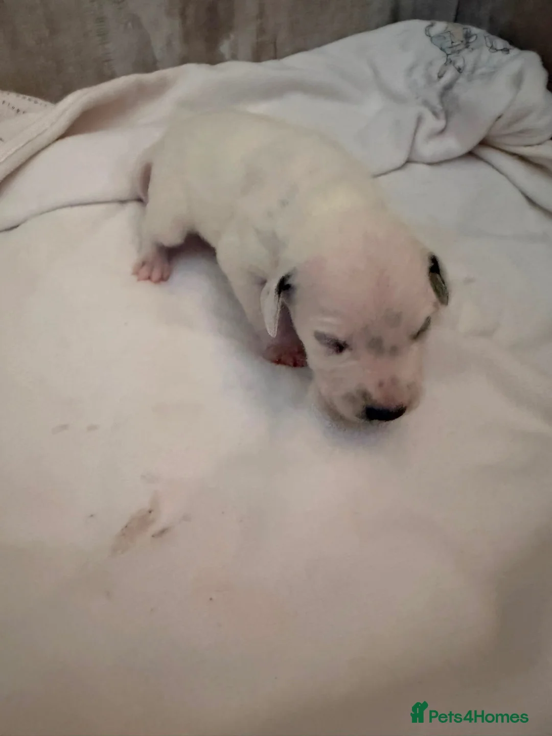 Dalmatian dogs for sale: Beautiful Dalmatian puppies - Advert 2