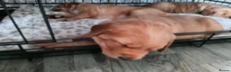 Golden Retriever dogs for sale: 1 boy ready to leave KC reg Red Golden retriever - Advert 19