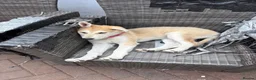 Mixed Breed dogs for sale: Low Content Wolfdog puppies  - Advert 8