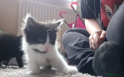 Mixed Breed cats for sale: 4 black and white kittens - Image 13