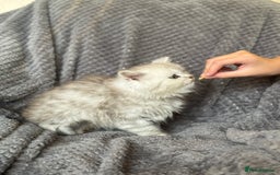 British Longhair cats for sale: Stunning fluffy Maine coon x british longhair  - Image 8