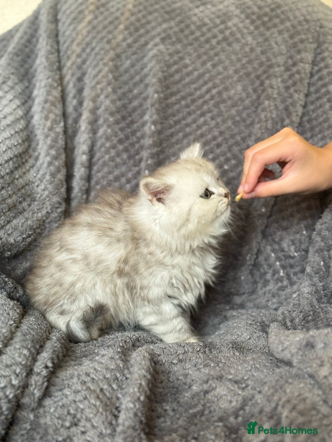 British Longhair cats for sale: Stunning fluffy Maine coon x british longhair  - Image 8