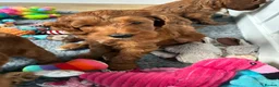 Australian Labradoodle dogs for sale: Australian Male Labradoodle Puppy for Sale - Advert 5