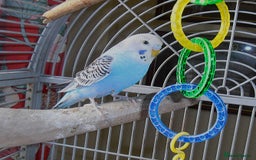 Budgerigars birds for sale: Baby Budgies in Otley - Image 5