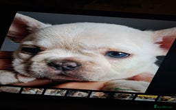 French Bulldog dogs for stud: 5 PANEL HEALTH CLEAR CHARLIE VERY WELL PROVEN! - Image 29