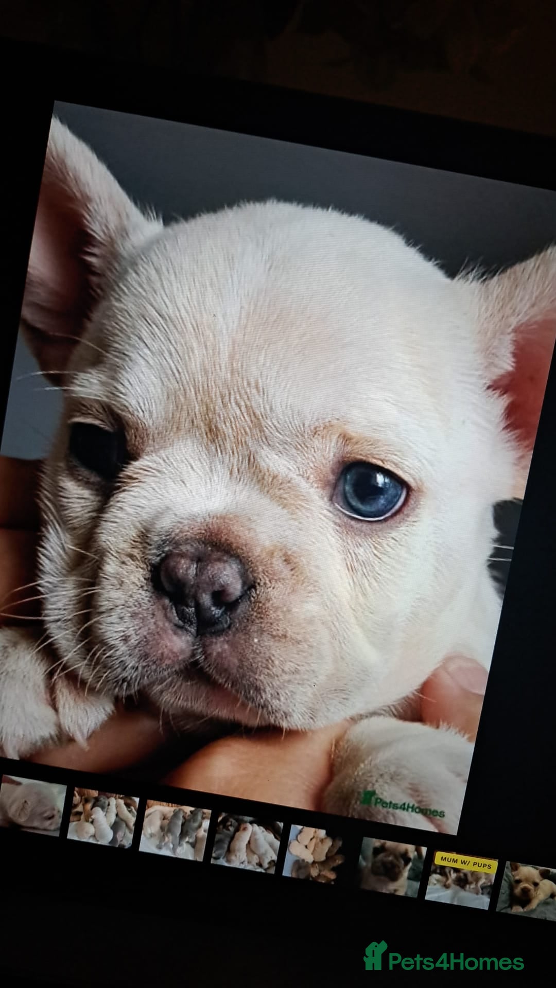 French Bulldog dogs for stud: 5 PANEL HEALTH CLEAR CHARLIE VERY WELL PROVEN! - Image 29