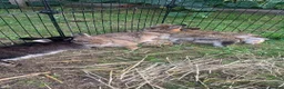 Netherland Dwarf rabbits for sale: Gorgeous Netherland Dwarf Rabbits - Advert 6