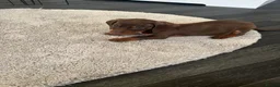 Dachshund dogs for sale: Dachshund puppy’s  in Ipswich - Advert 15