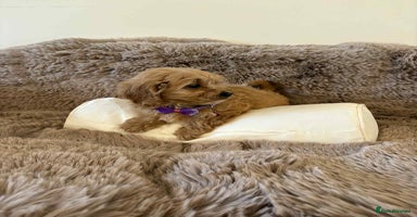Cavapoo dogs - Advert 15