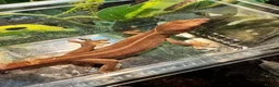 Gecko reptiles for sale: Large selection of lizards available for rehome - Advert 7