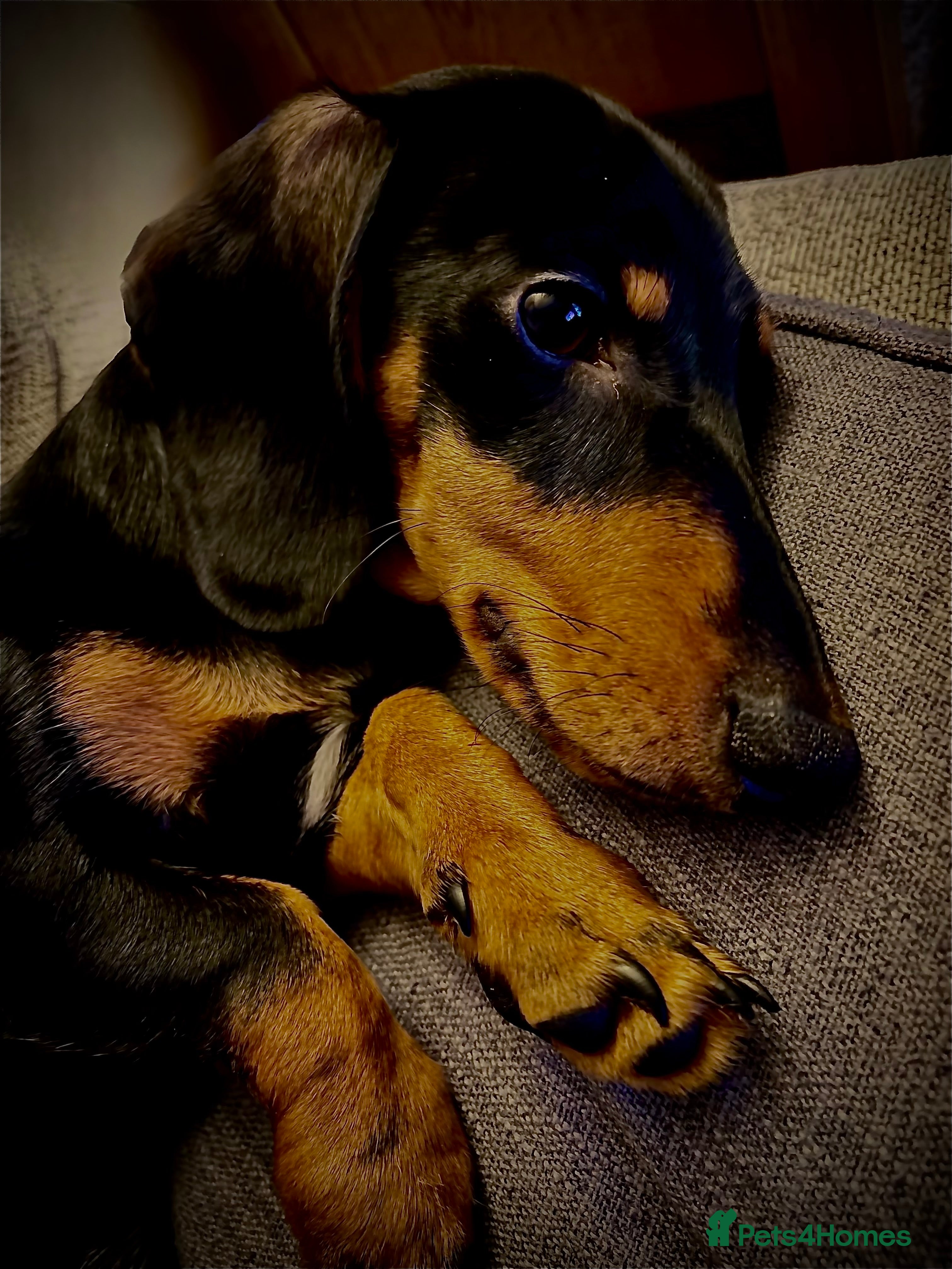 Miniature Dachshund dogs Miniature Dachshund For Sale - Advert 1