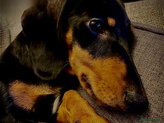 Miniature Dachshund dogs Miniature Dachshund For Sale - Advert 1