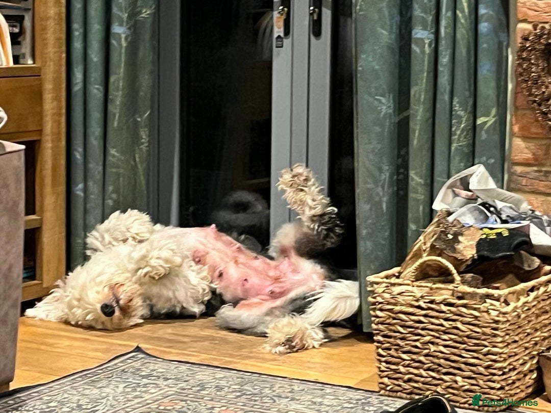 Old English Sheepdog dogs for sale: Old English Sheep Dog Puppies for sale - Advert 2