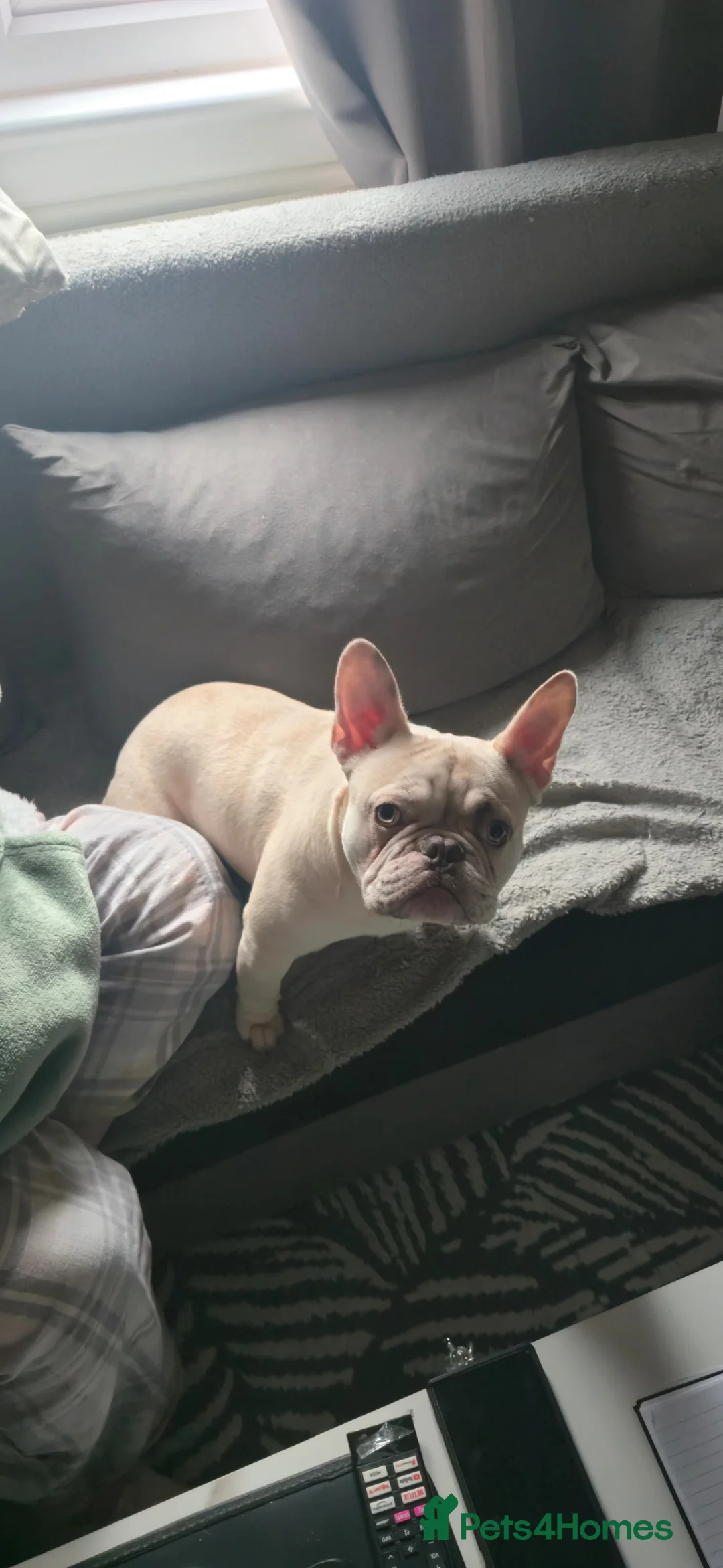 French Bulldog dogs for sale: French Bull dog in Annan - Advert 1