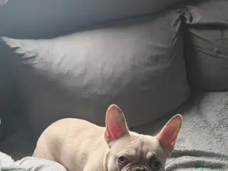 French Bulldog dogs French Bull dog - Advert 1