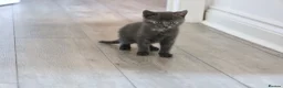 Siberian cats for sale: Beautiful Siberian Kittens-3 Boys-Hypoallergenic - Advert 2