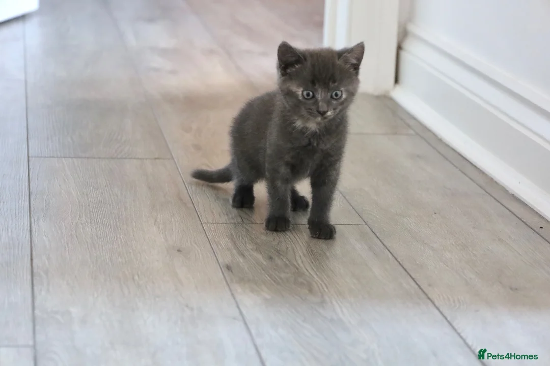 Siberian cats for sale: Beautiful Siberian Kittens-3 Boys-Hypoallergenic - Advert 2
