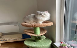 Persian cats for sale: Beautiful and quite girl needs a new home - Image 7