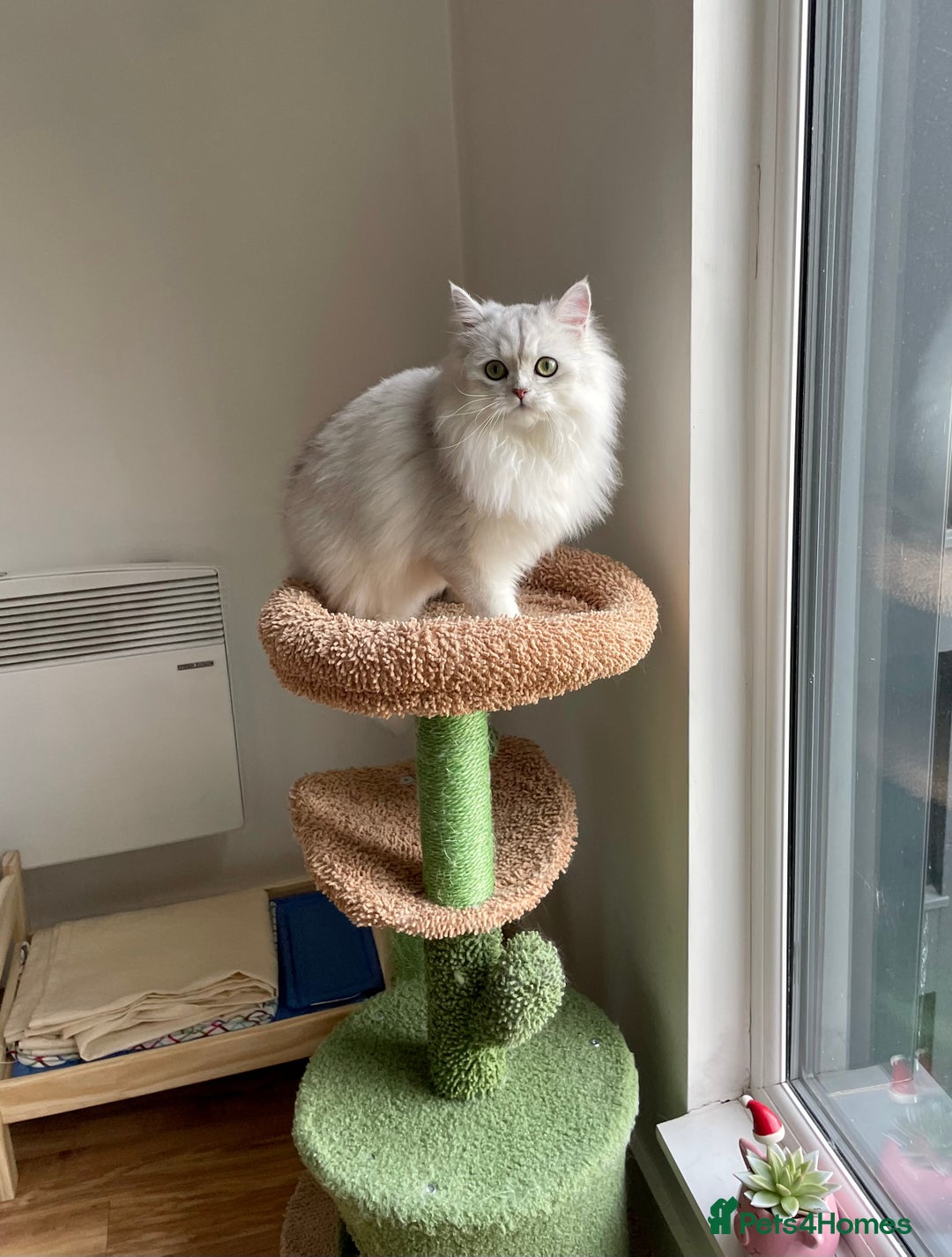 Persian cats for sale: Beautiful and quite girl needs a new home - Image 7