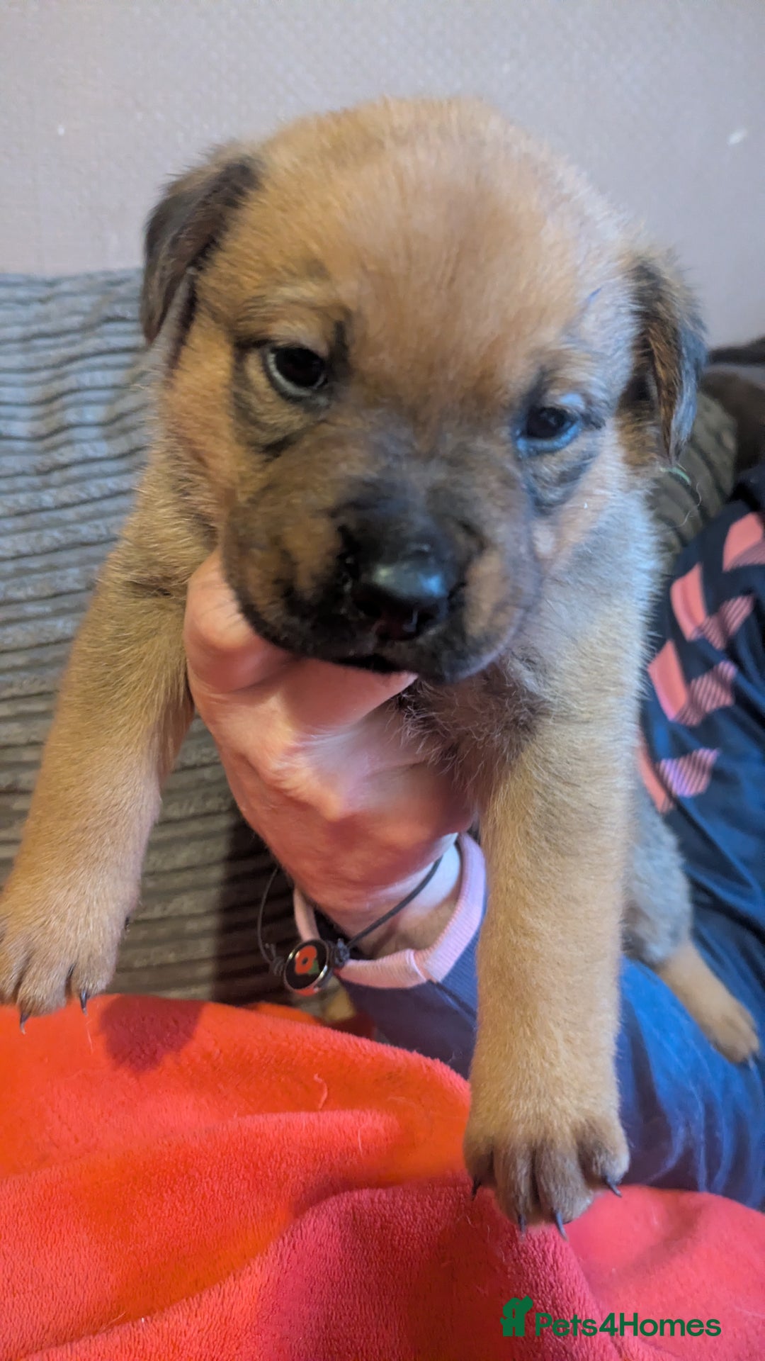 Mixed Breed dogs for sale: Last puppy looking for his forever home  - Advert 1