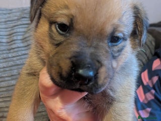Mixed Breed dogs Last puppy looking for his forever home - Advert 1