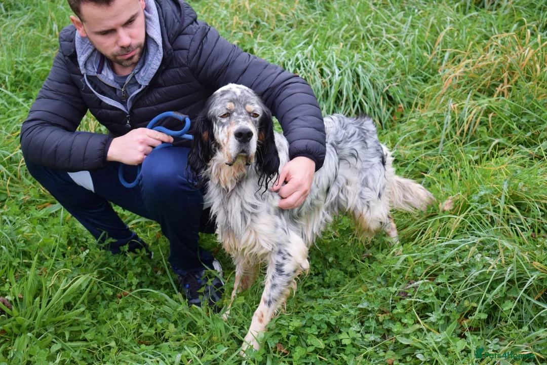 English Setter dogs for adoption: Balto - Advert 7