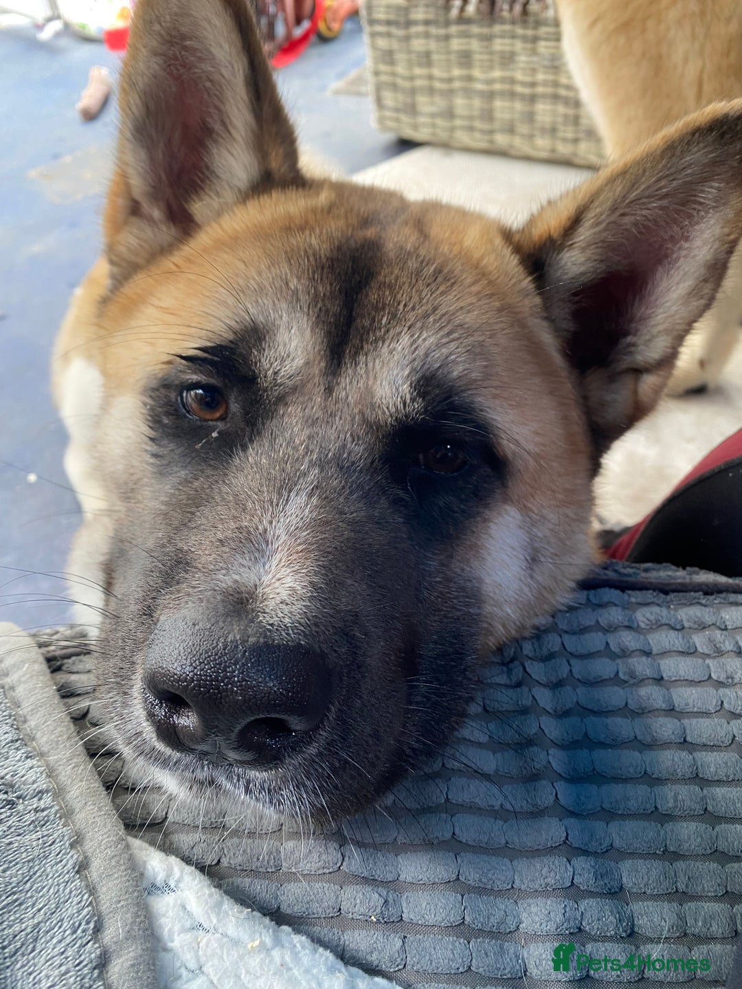 Japanese Akita Inu dogs for sale: 7 month old Akita for sale - Image 3