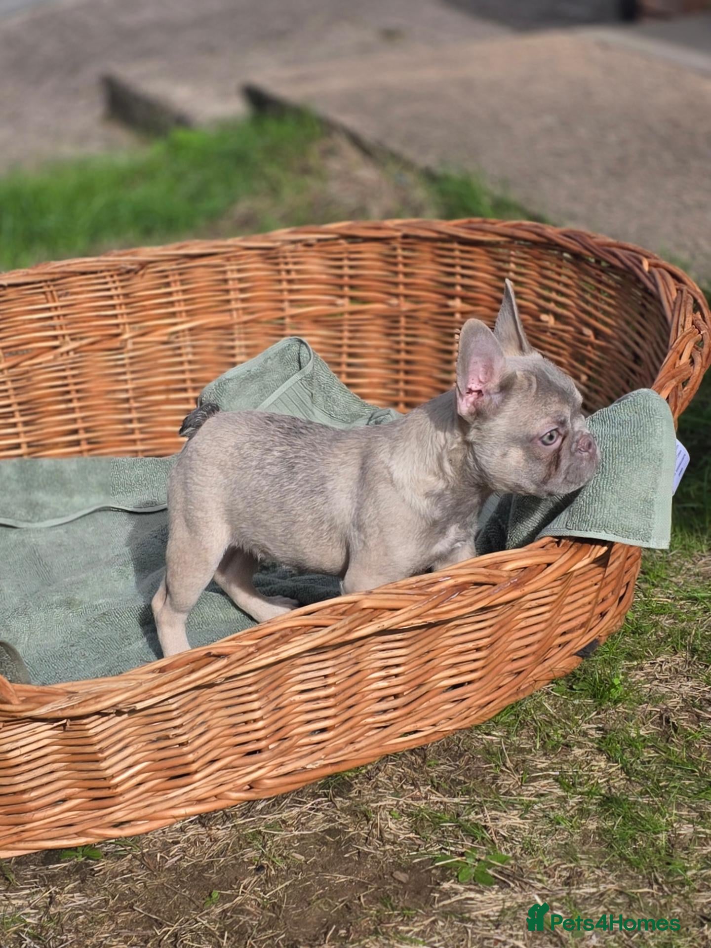 French Bulldog dogs 4 BEAUTIFUL FRENCH BULLDOGS FOR CHEAP!!!! - Advert 2