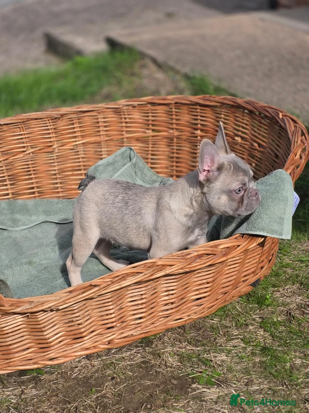 French Bulldog dogs for sale: 4 BEAUTIFUL FRENCH BULLDOGS FOR CHEAP!!!! - Advert 2