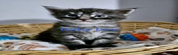 Maine Coon cats for sale: Majestik maine coon kittens  - Advert 1