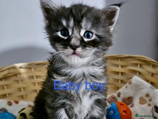 Maine Coon cats Majestik maine coon kittens - Advert 1