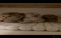 British Shorthair cats for sale: British Shorthair Golden & Bluegolden kitten GCCF - Image 30