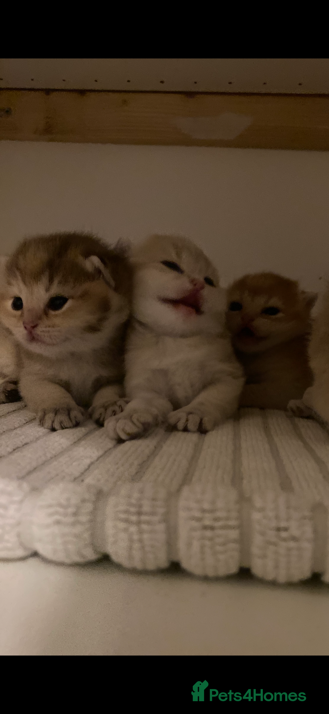 British Shorthair cats for sale: British Shorthair Golden & Bluegolden kitten GCCF - Image 30