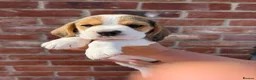 Beagle dogs for sale: BEAUTIFUL RKC PUPPIES FROM RENOWNED TOP BREEDER - Advert 9