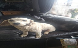 Cavapoochon dogs for sale: George 3 year old cavapoochon  - Image 2