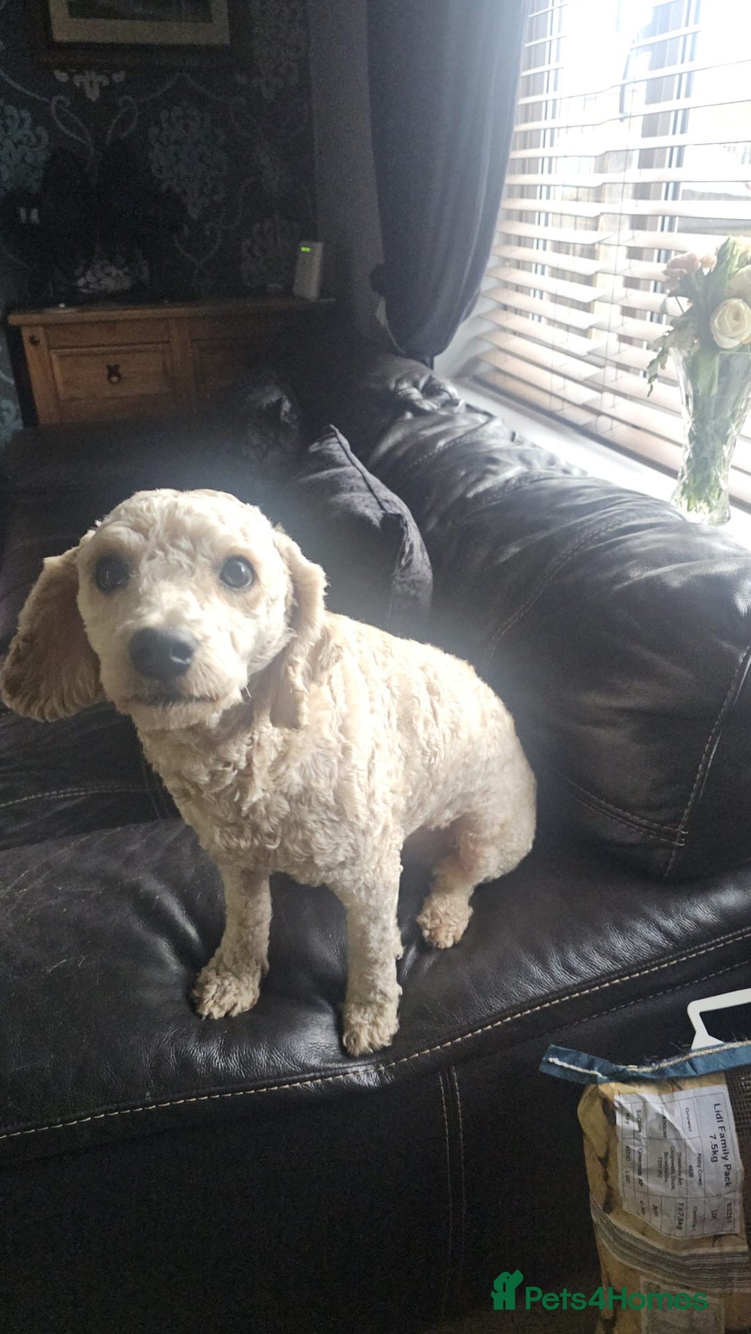 Cavapoochon dogs for sale: George 3 year old cavapoochon  - Image 2