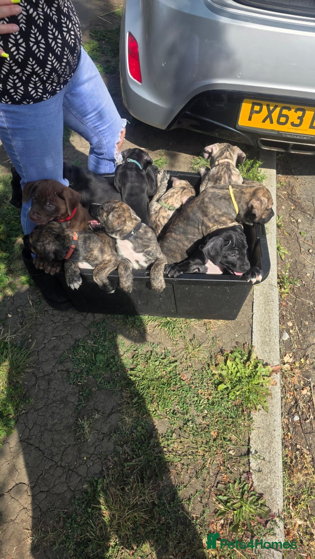 Mixed Breed dogs for sale: Pure Pressa canario x pure American bully pups  - Advert 1
