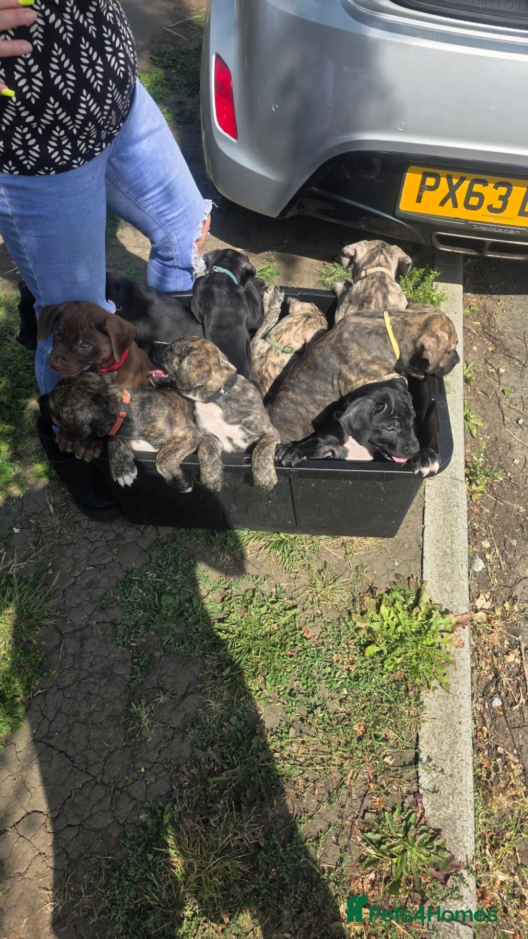 Mixed Breed dogs for sale: Pure Pressa canario x pure American bully pups  - Advert 1