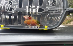 Conures birds for sale: Green cheek pineapple conure  - Image 5