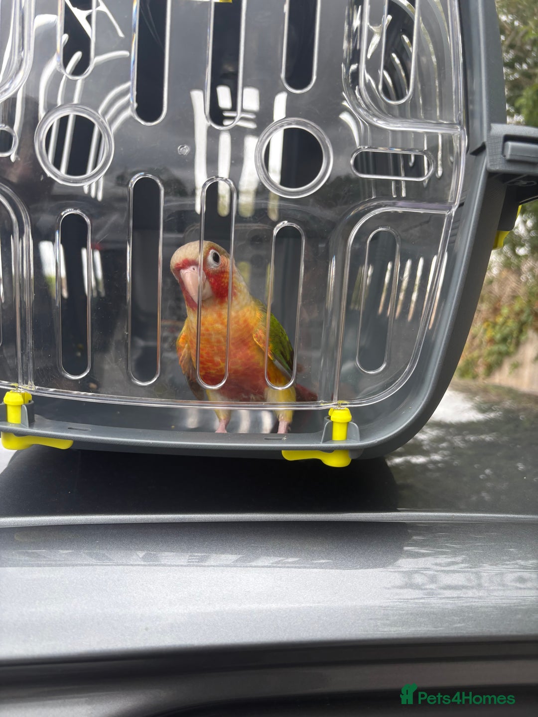 Conures birds for sale: Green cheek pineapple conure  - Image 5
