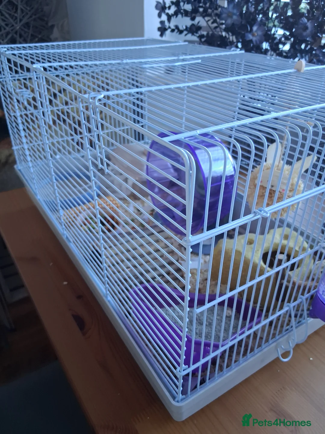 Hamster rodents for sale: Russian hamster in Derby - Advert 3