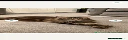 Maine Coon cats for sale: Maine coon kittens Russian blood lines - Advert 3
