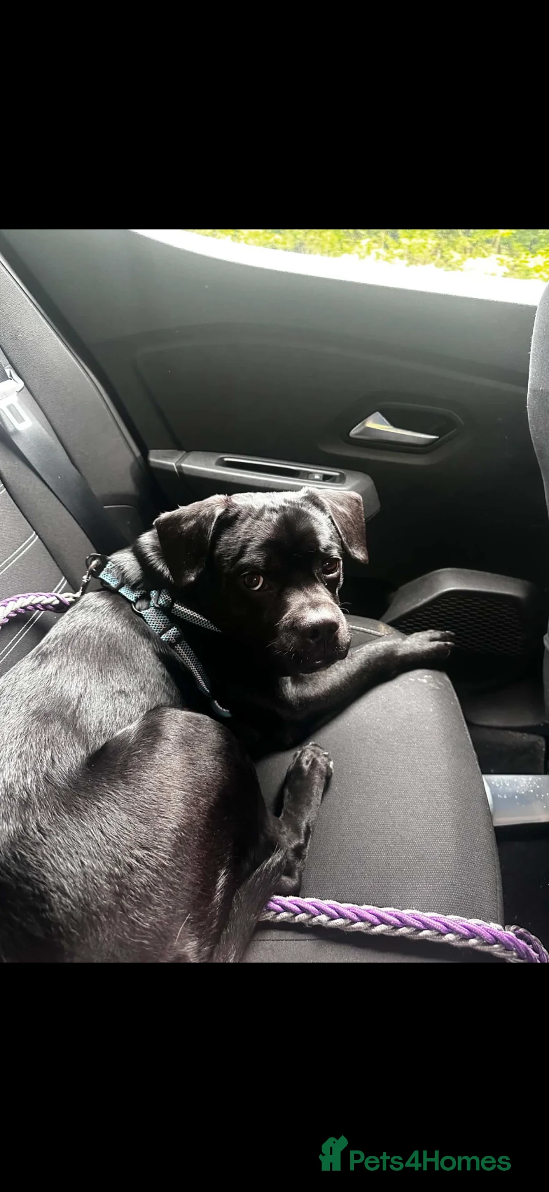 Mixed Breed dogs for sale: Male Labrador pug 12 months old - Advert 3