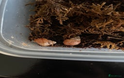 Snails invertebrates for sale: Giant African Land Snail Babies - Image 1
