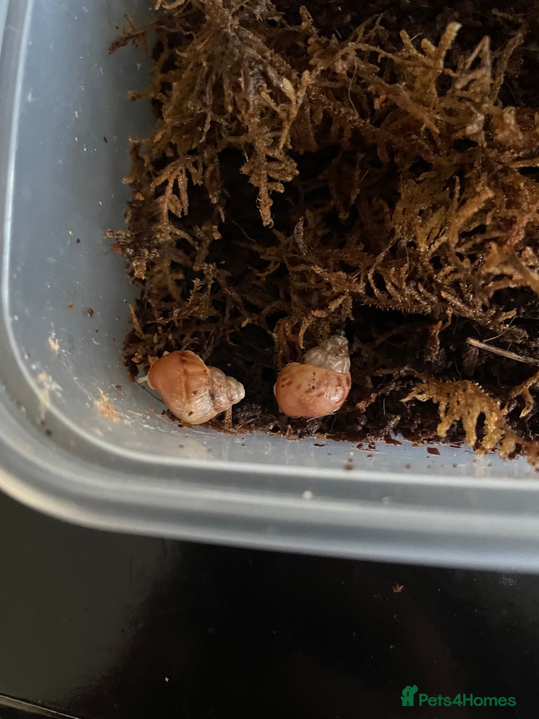 Snails invertebrates for sale: Giant African Land Snail Babies - Image 1