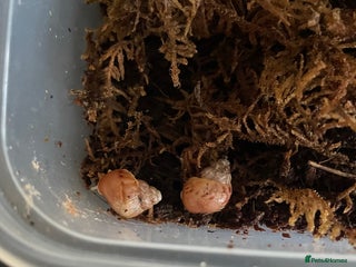 Snails invertebrates - Advert 15