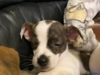 Jack Russell dogs Absolutely stunning jack russel puppies - Advert 4