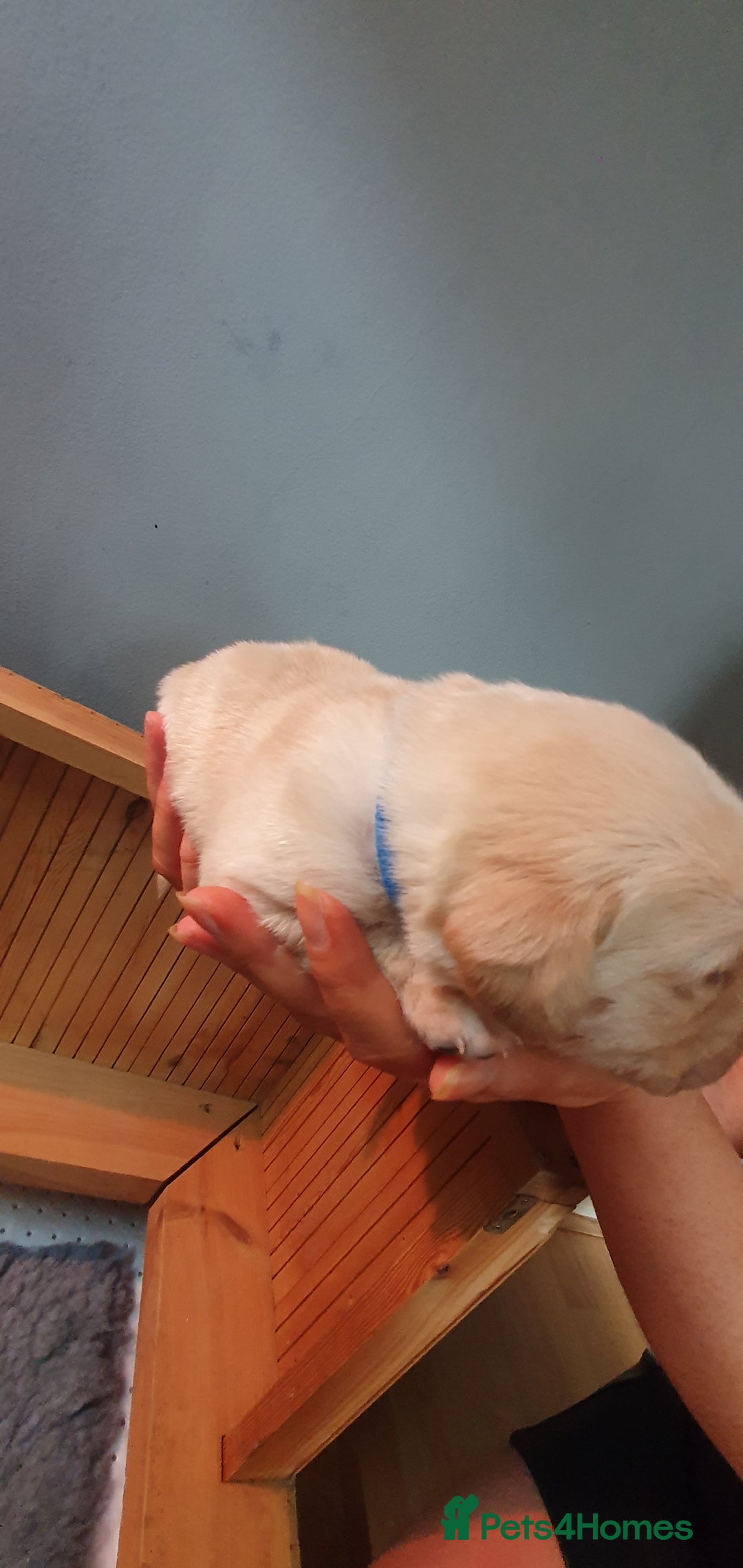 Labrador Retriever dogs for sale: Fox red Labrador - Image 11